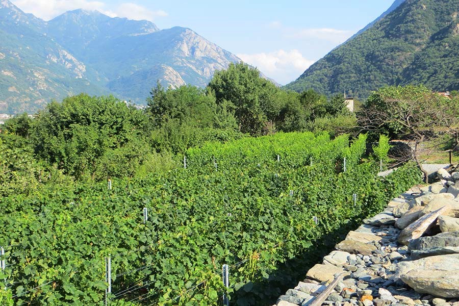 Les vignobles à Issogne