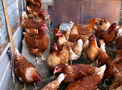 Le galline