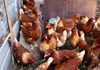 Le galline