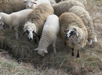 Le pecore
