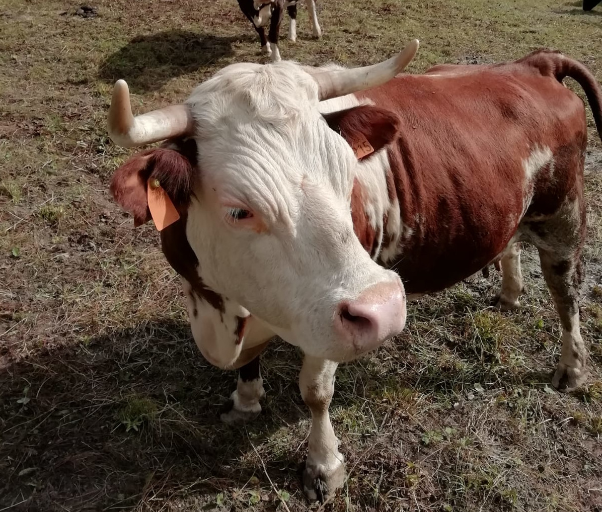 Une vache au pâturage