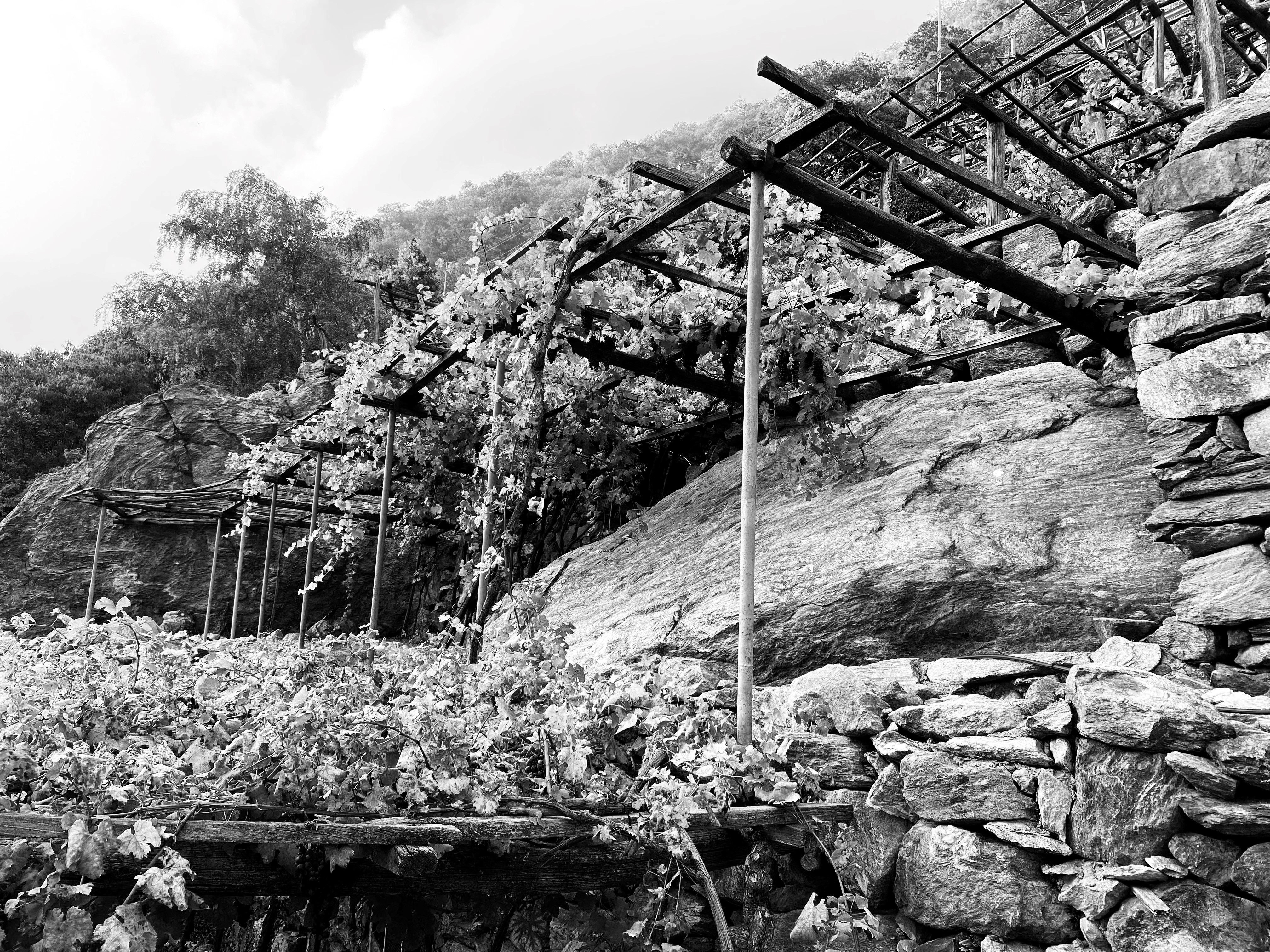 Foto dei vigneti in bianco e nero