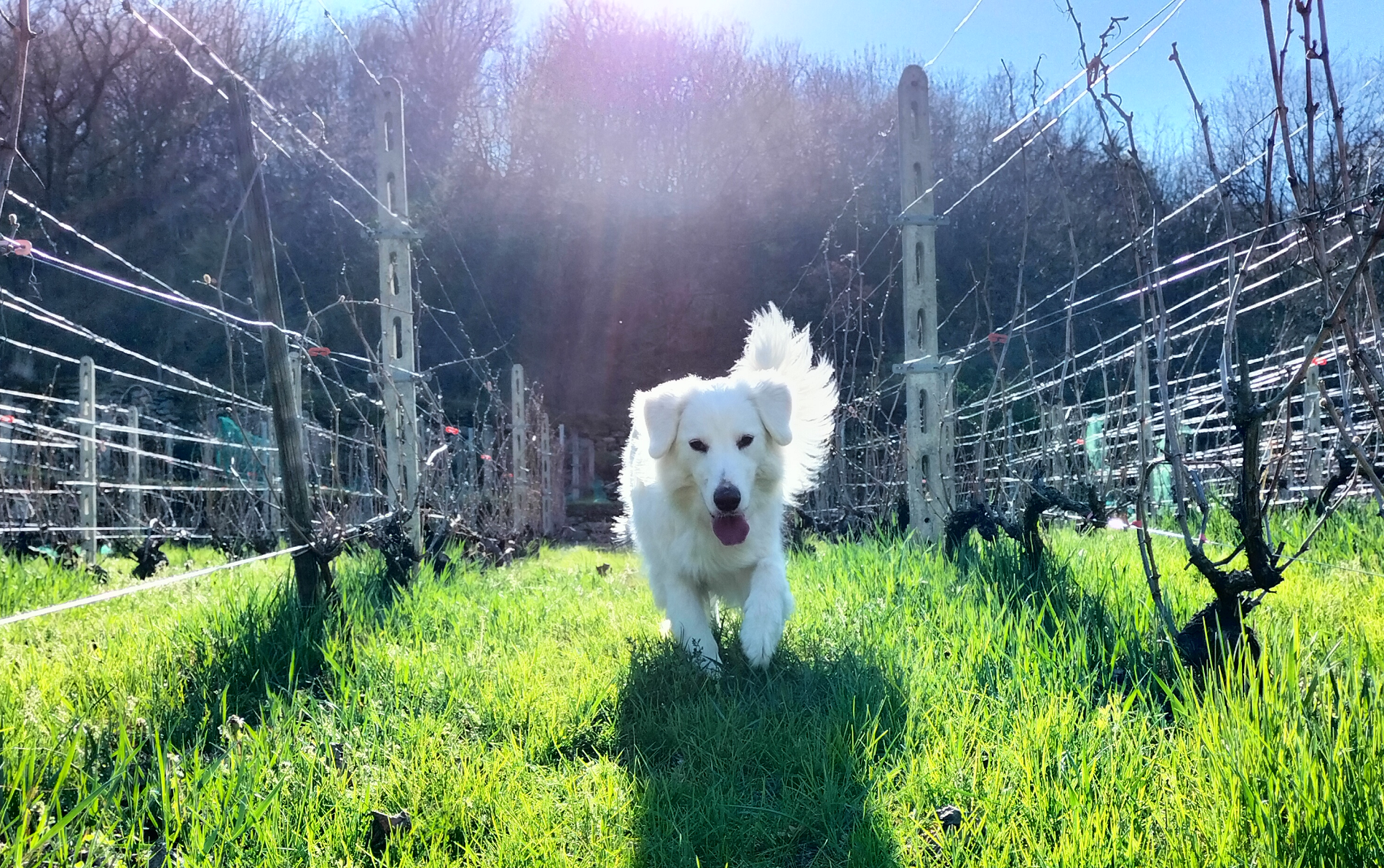 Cane che corre tra i vigneti