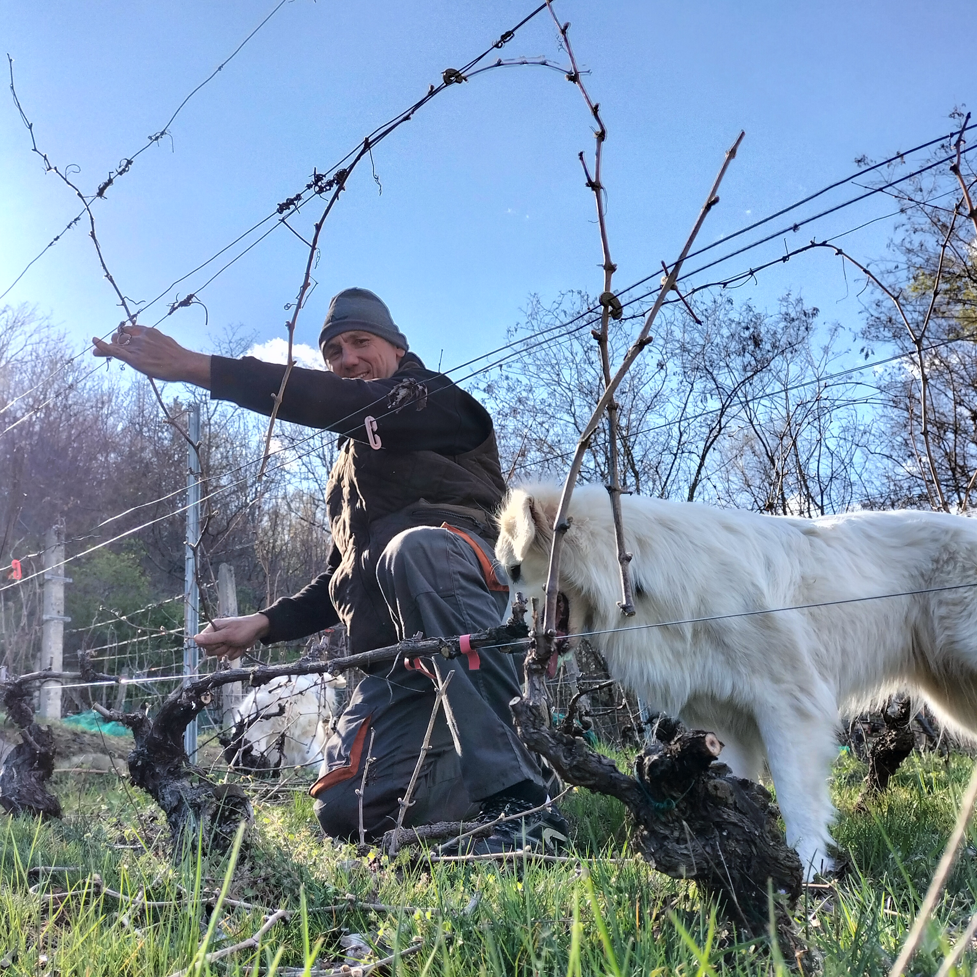 Al lavoro in vigna