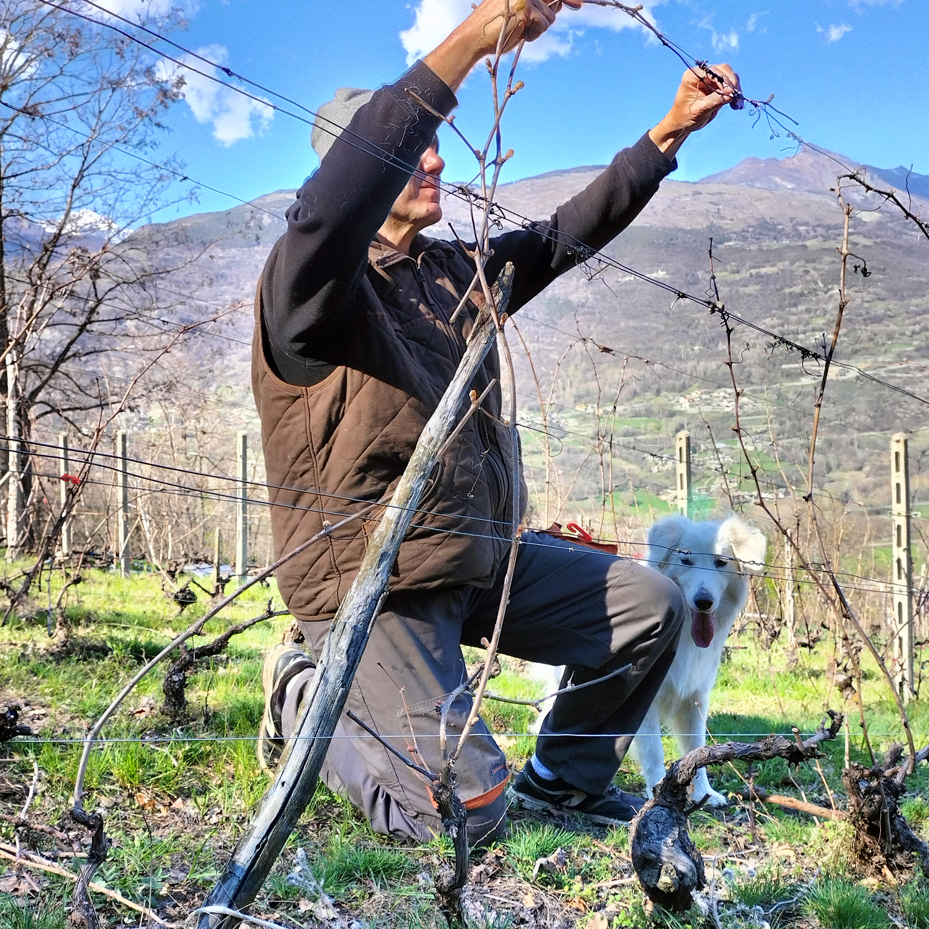 Al lavoro in vigna