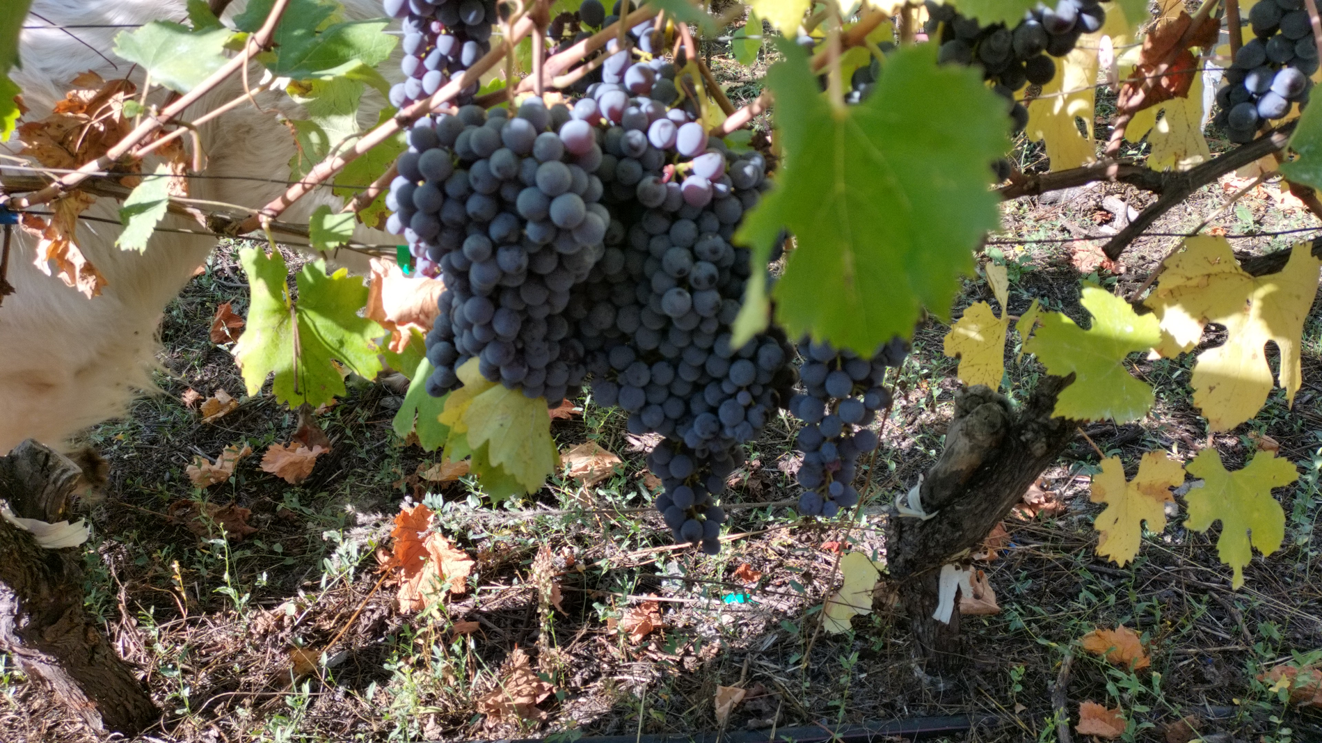 Grappoli d'uva nera