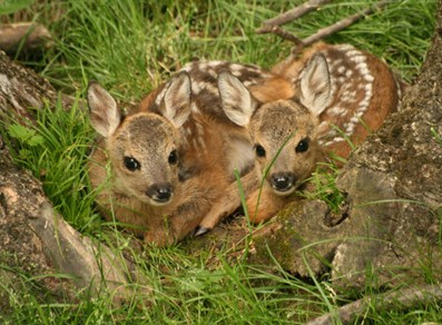 Parc Animalier