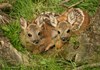 Parc Animalier