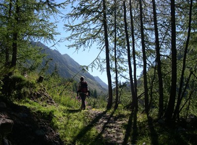 Larici nel vallone Loo - Gressoney-Saint-Jean