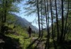 Larici nel vallone Loo - Gressoney-Saint-Jean