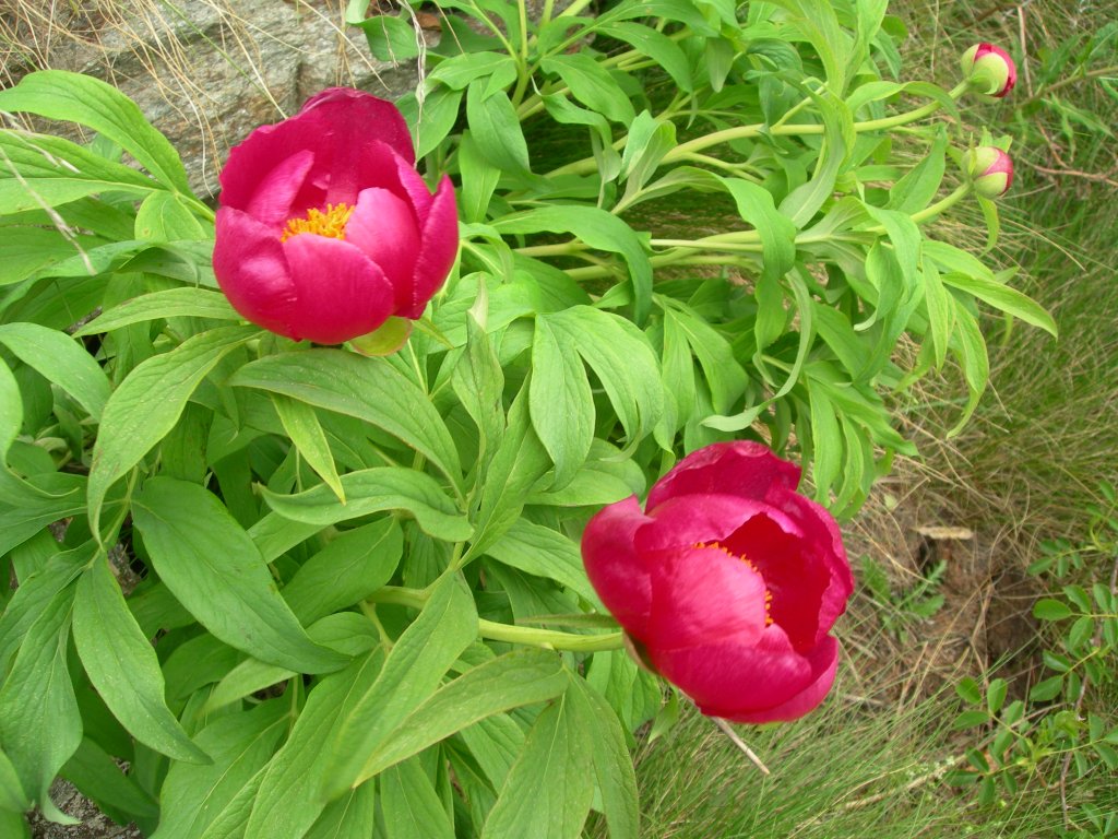 Peonia sul sentiero del Col Finestra - Perloz