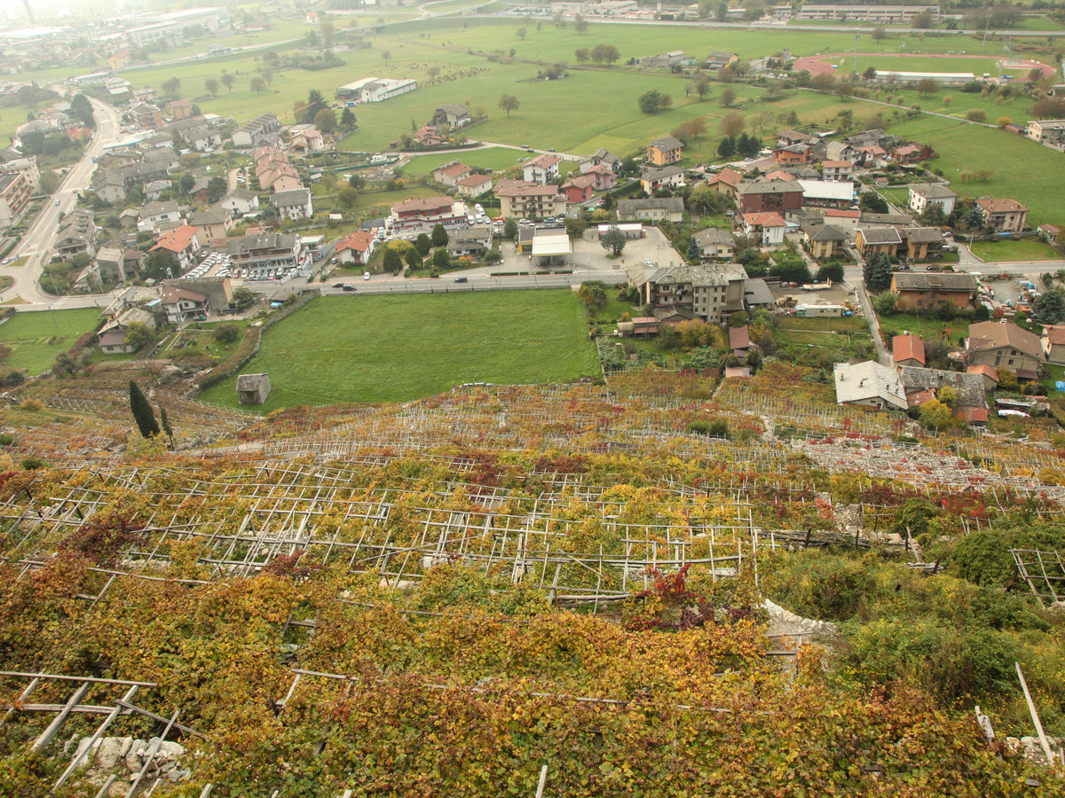 Vineyards - Donnas