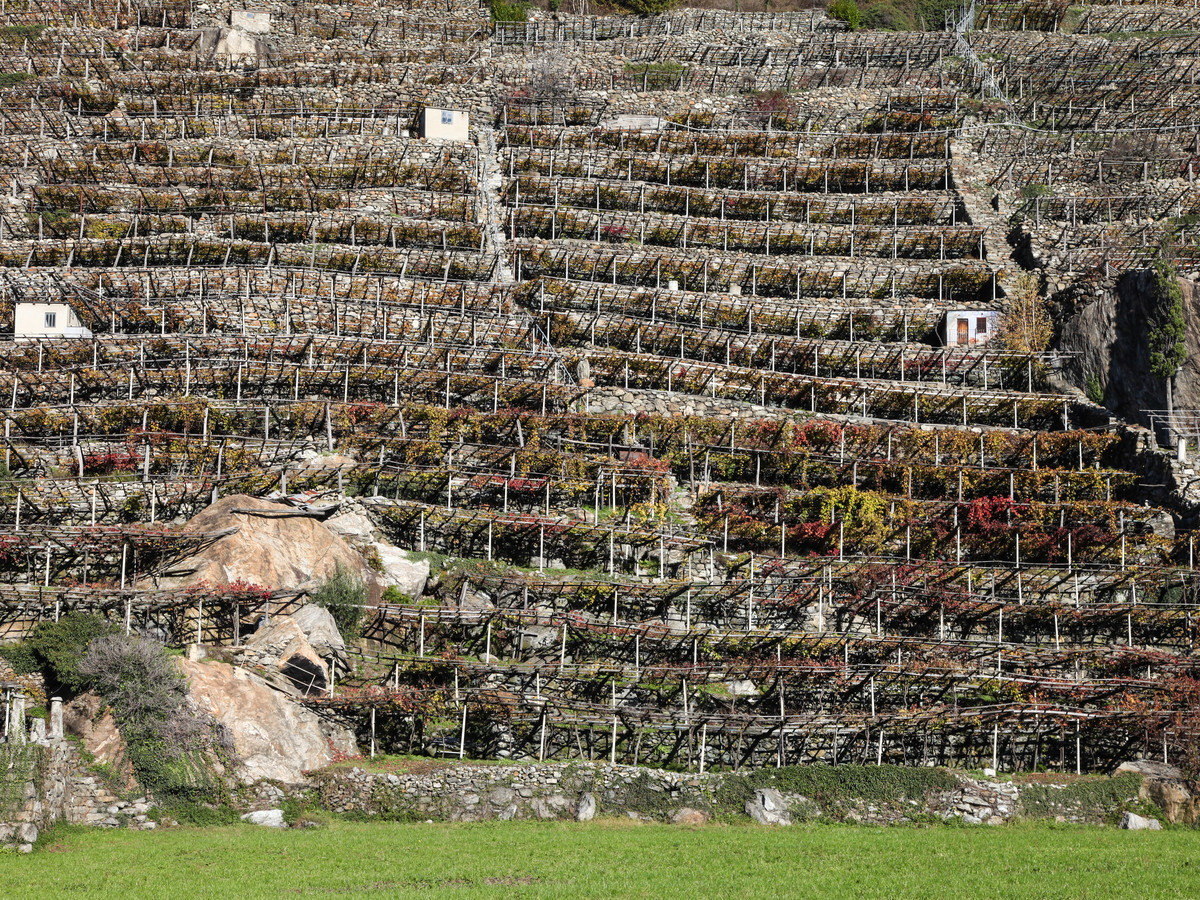 vineyards of Pont-Saint-Martin