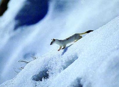 Cogne