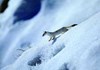 Cogne