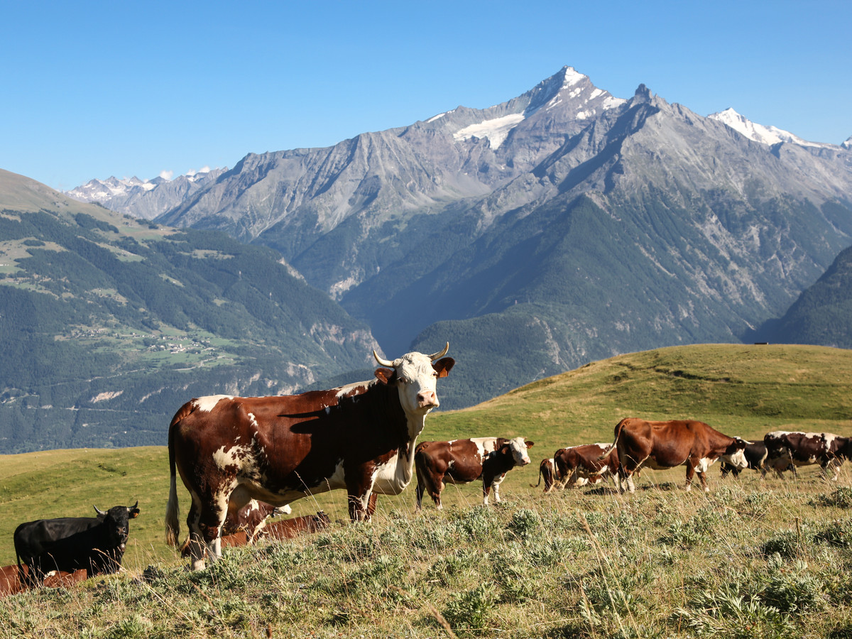 La Grivola vista da Vétan