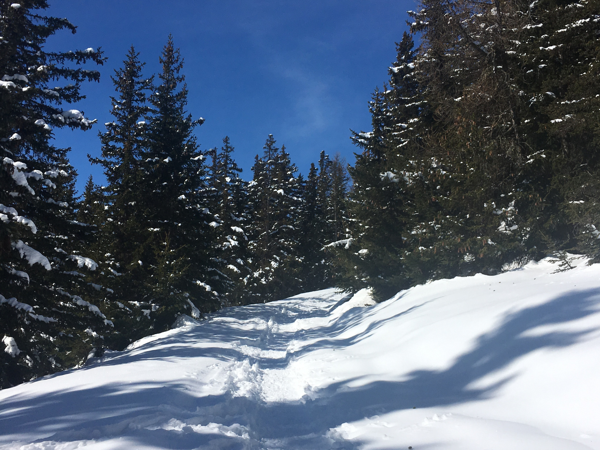 Con raquetas de nieve en el bosque