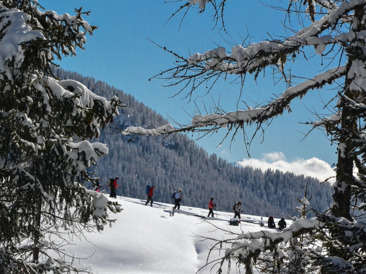 Promenade au milieu di bois
