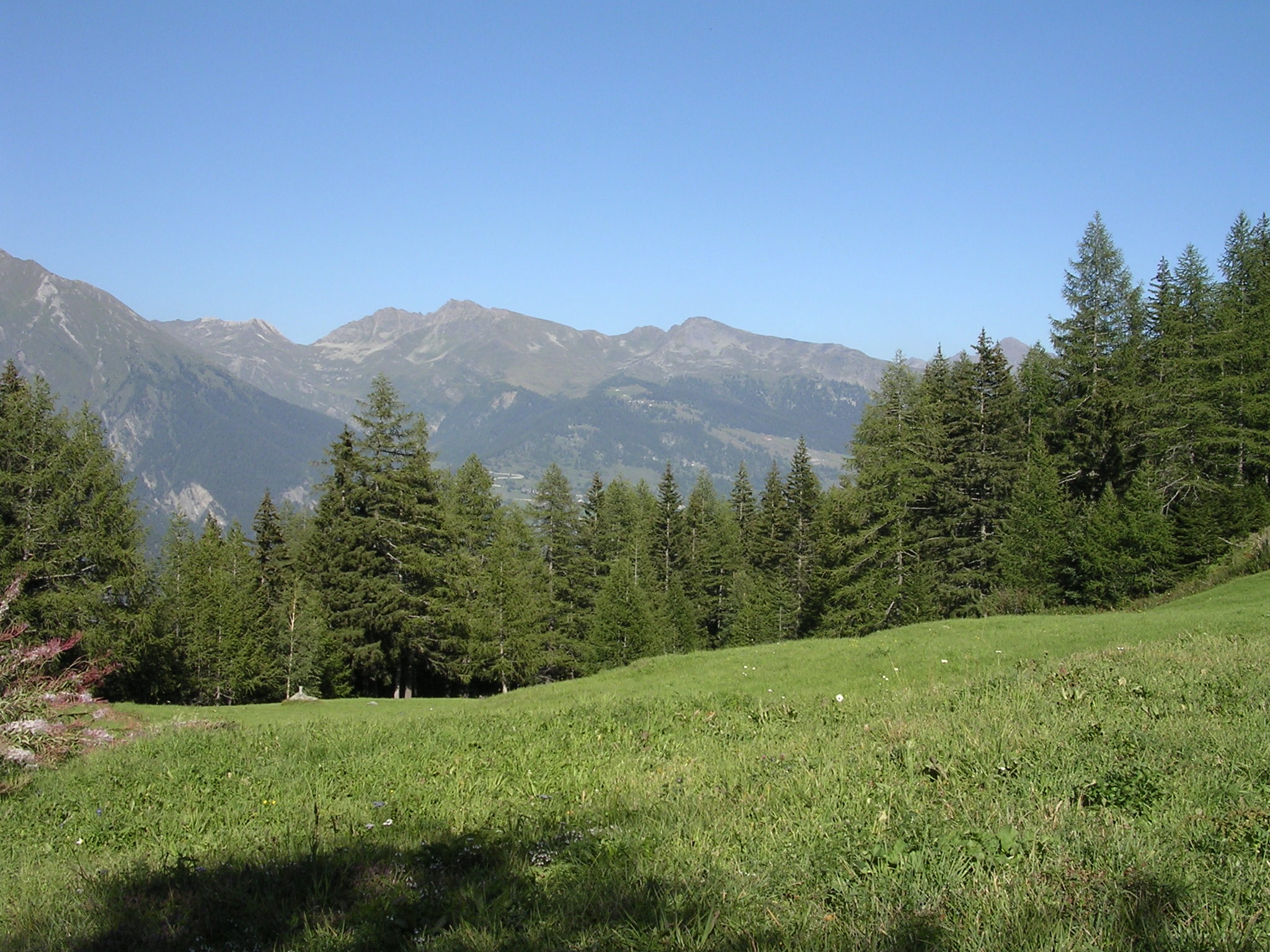 En montant vers le bois