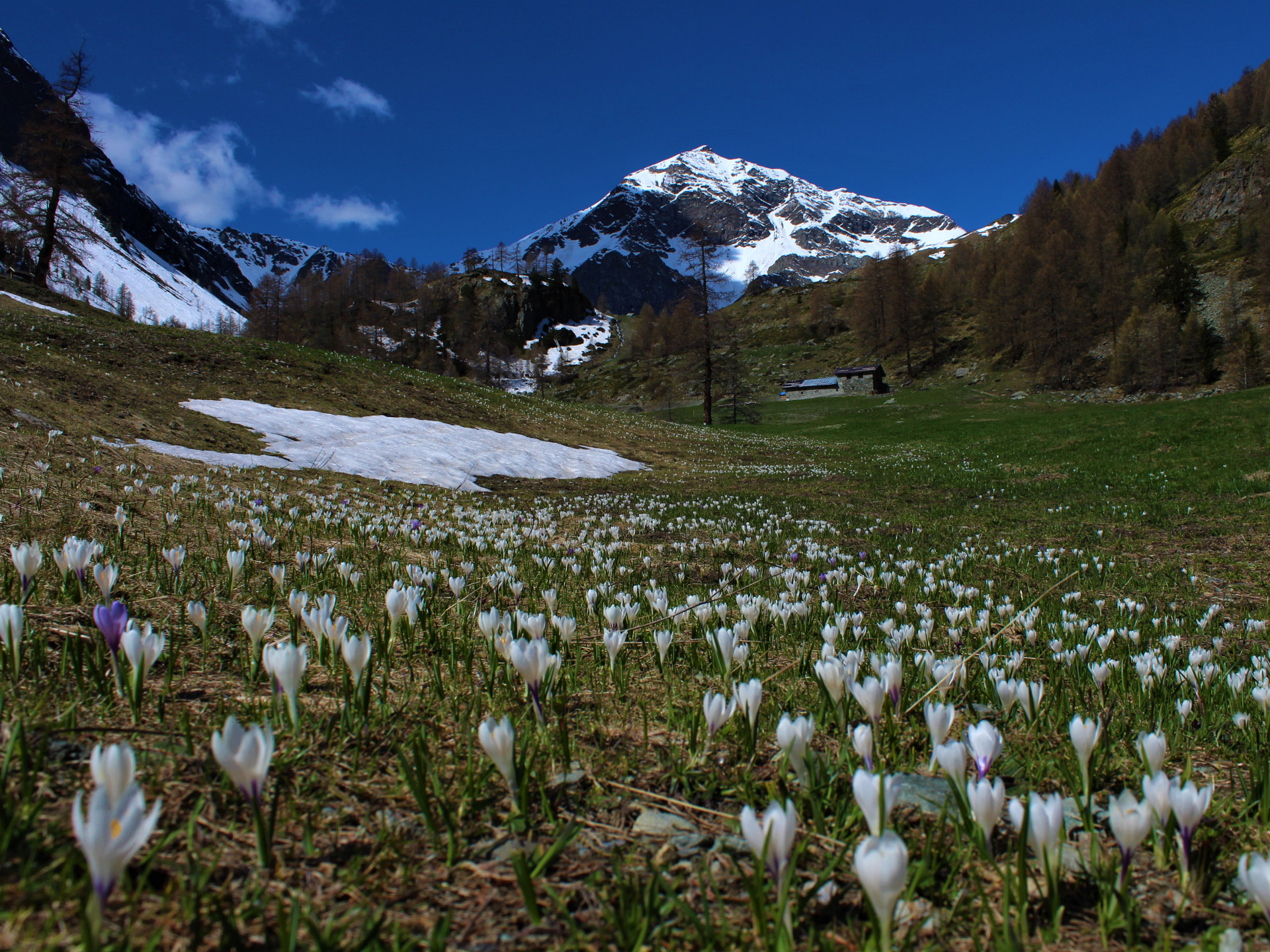Vallone di Nana e Grand Tournalin e crocus