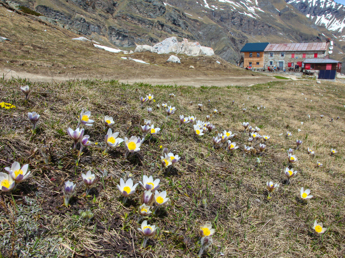 Refugio Benevolo