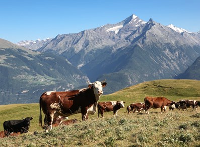 Grazing cows in Vétan
