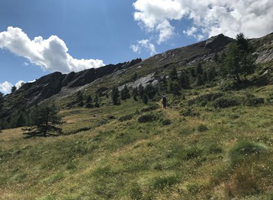 sobre el bosque