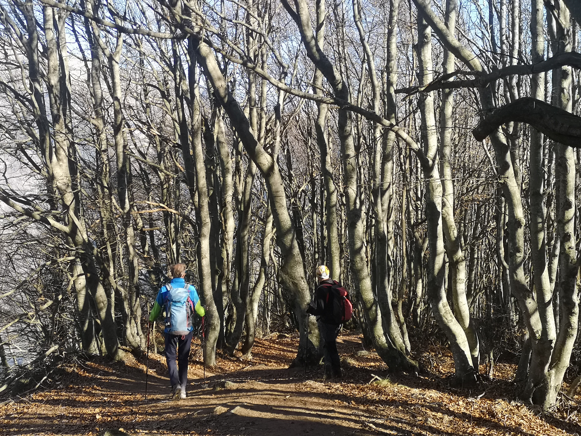 La forêt de hêtres à la fin de l'automne
