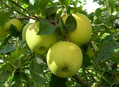 Coltivazione delle mele 