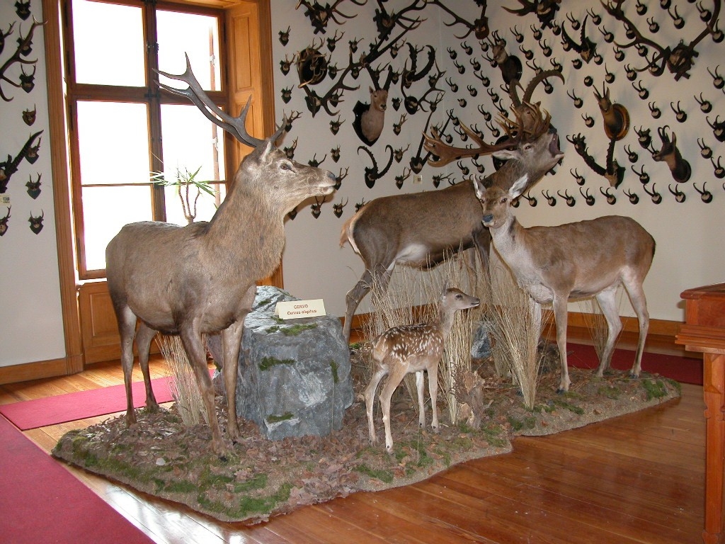 museo della fauna alpina