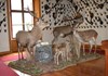 museo della fauna alpina