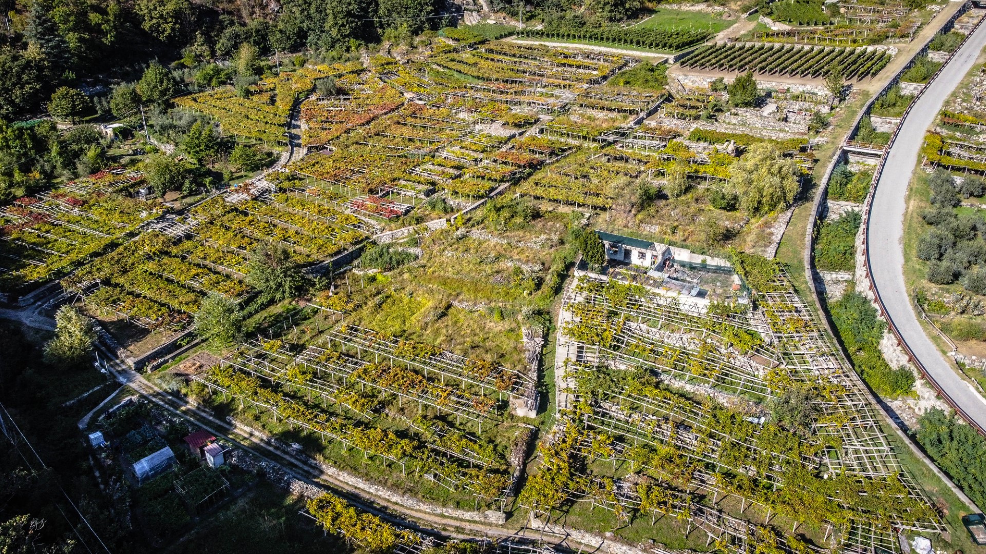 die Weinberge von Donnas