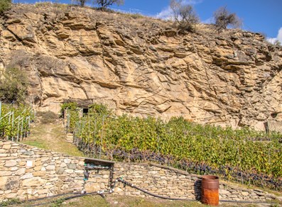 vigneti