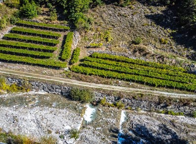 vignobles de Morgex