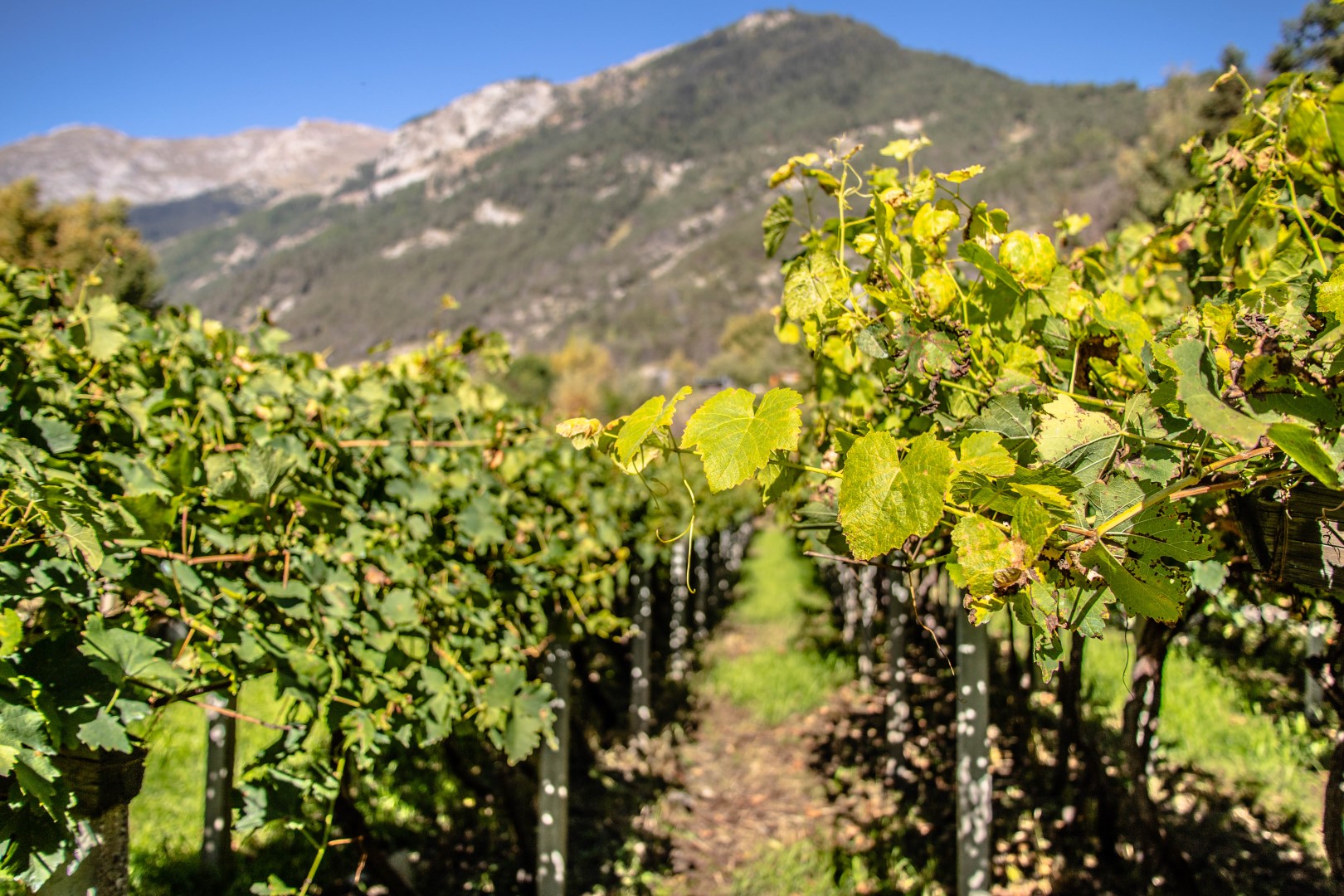 vineyards