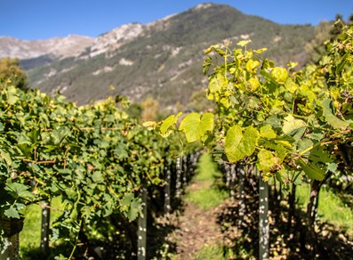 vignobles