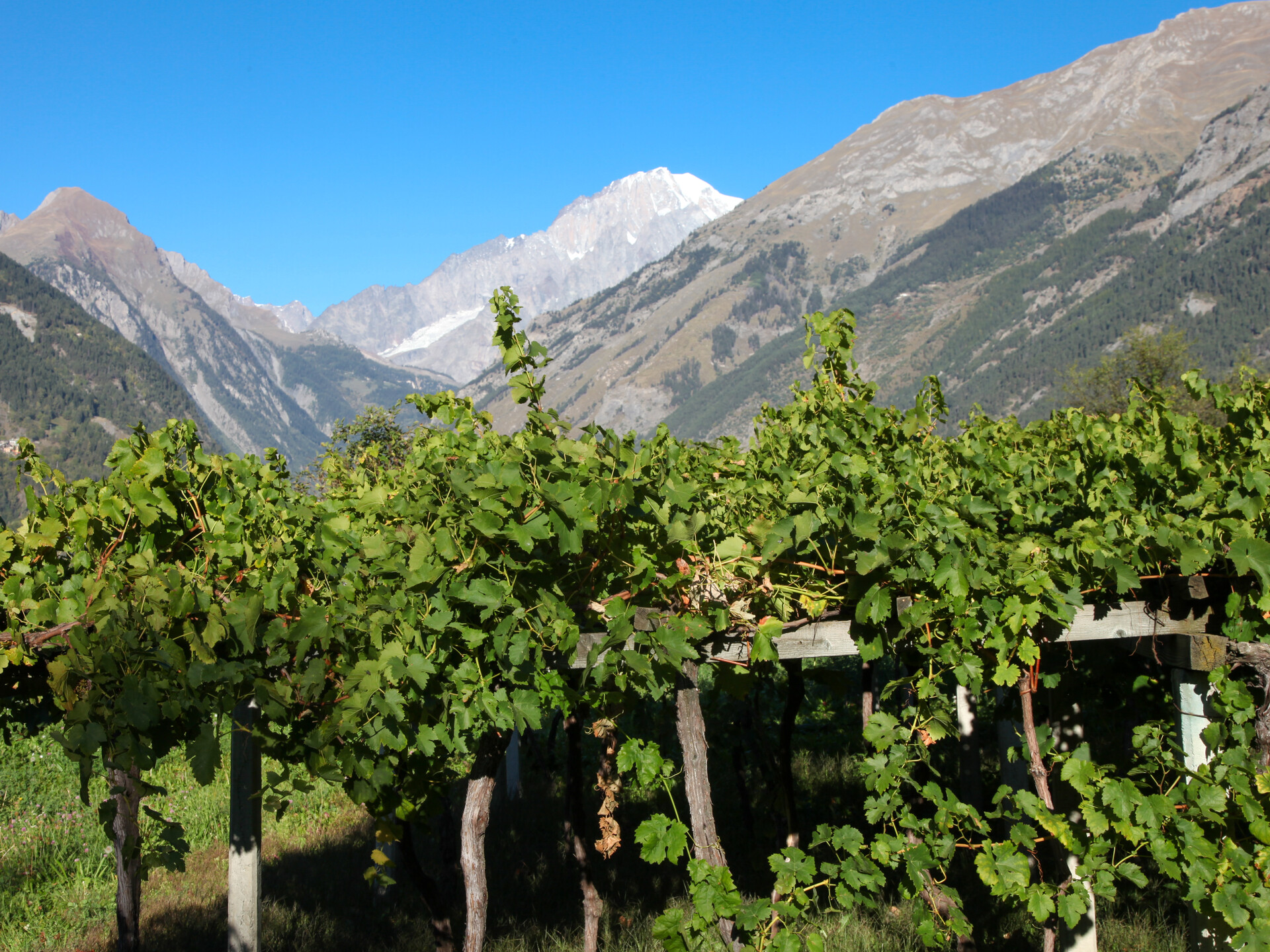 vineyards