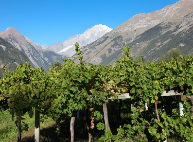 vignobles