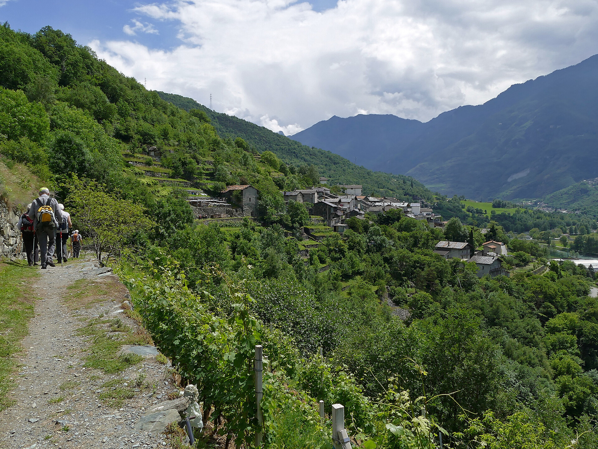 along the vineyards