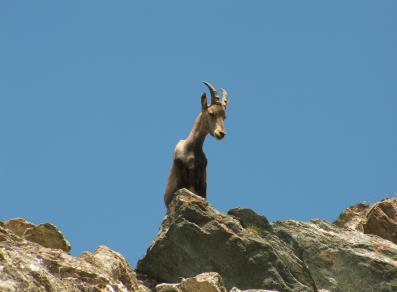 chance encounter with the ibex