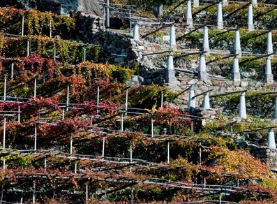 vineyards - Donnas