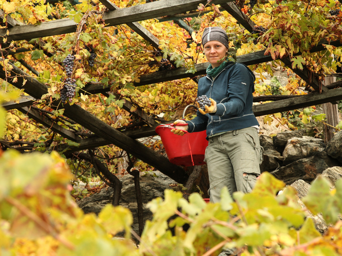 Vendemmia a Donnas