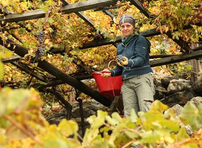 vine harvest in Donnas