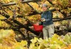vine harvest in Donnas