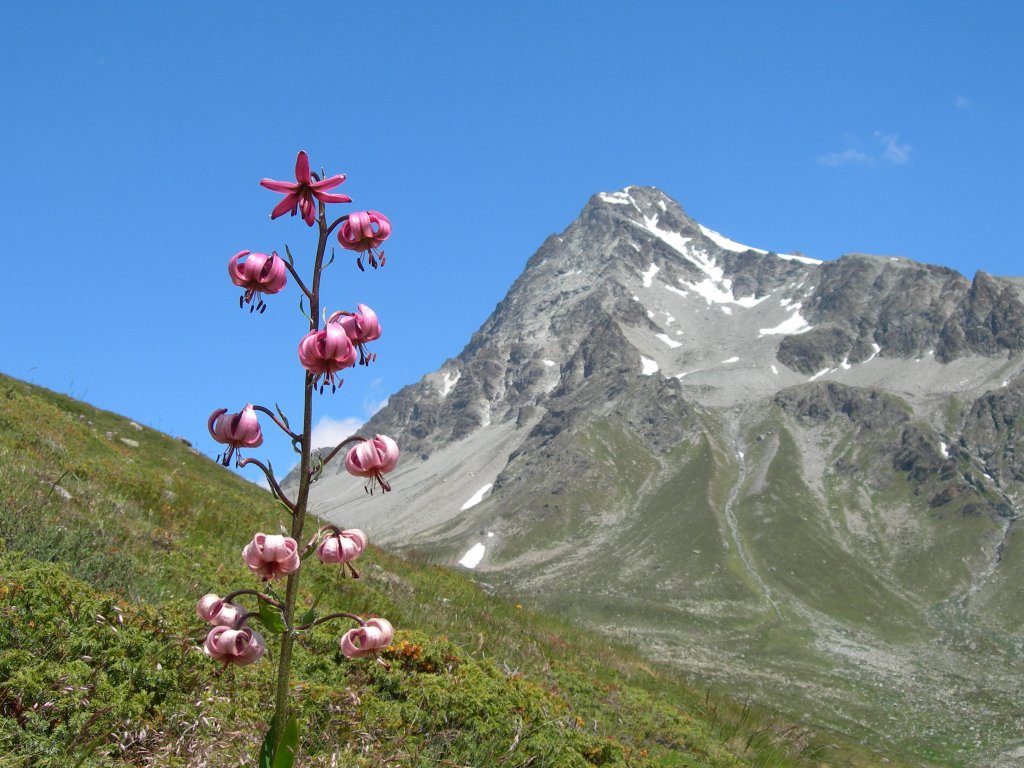 Le Mont Gelé