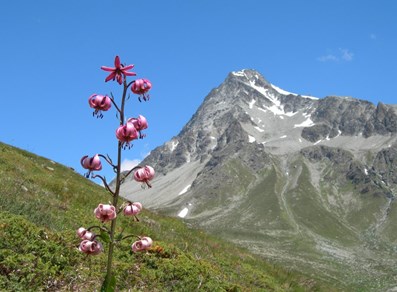 Mont Gelé
