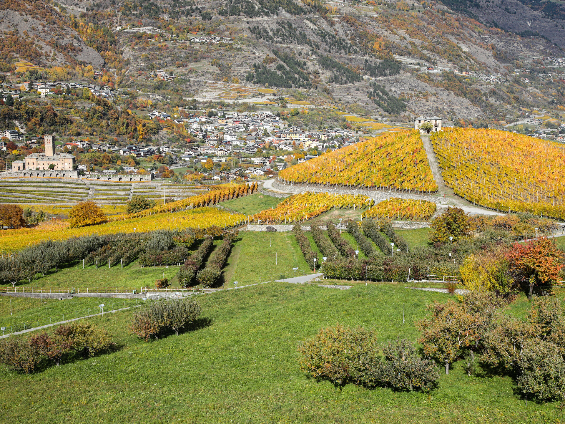 Vigneti