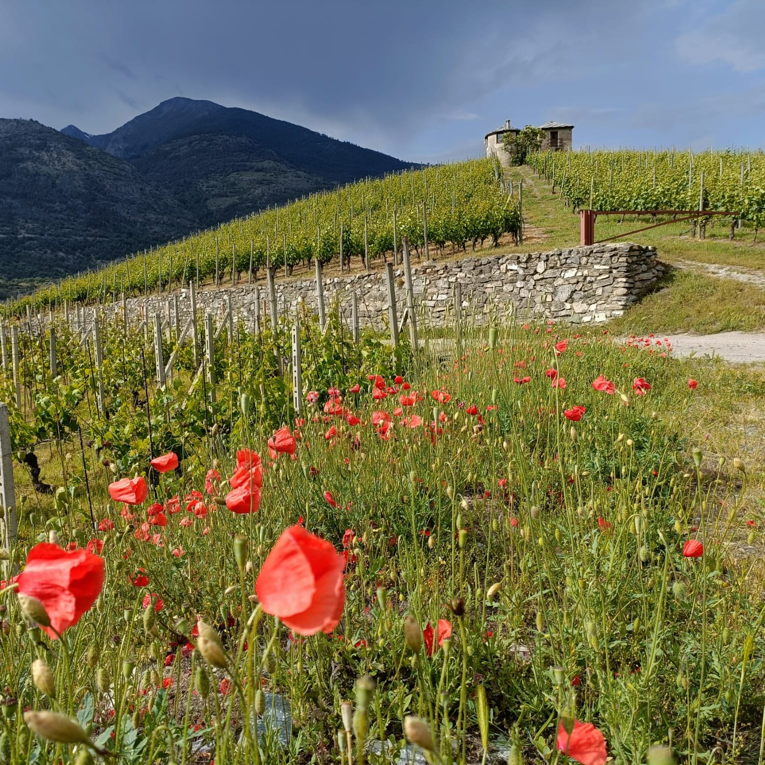 Aperitivo in vigna