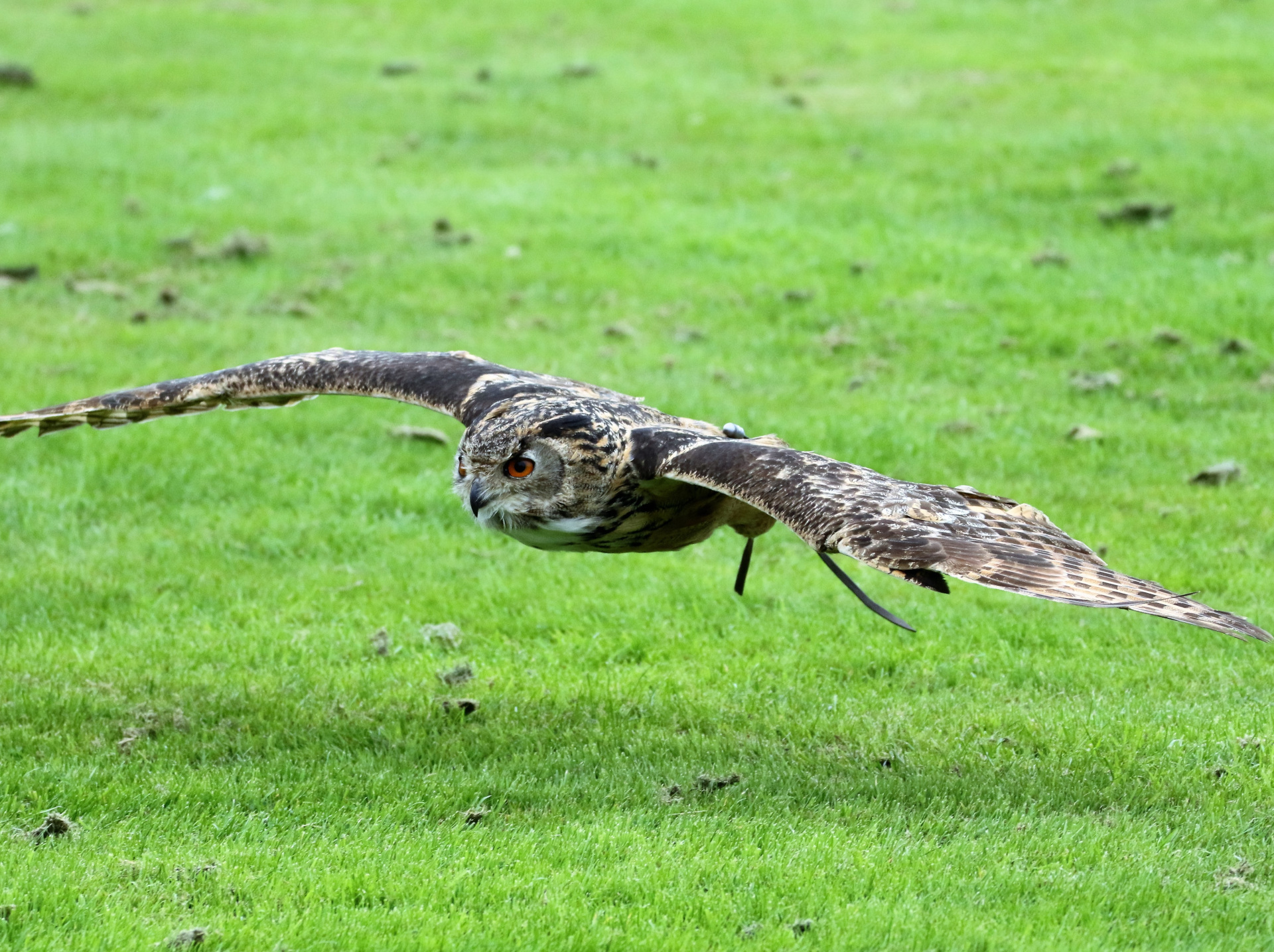 Falconeria