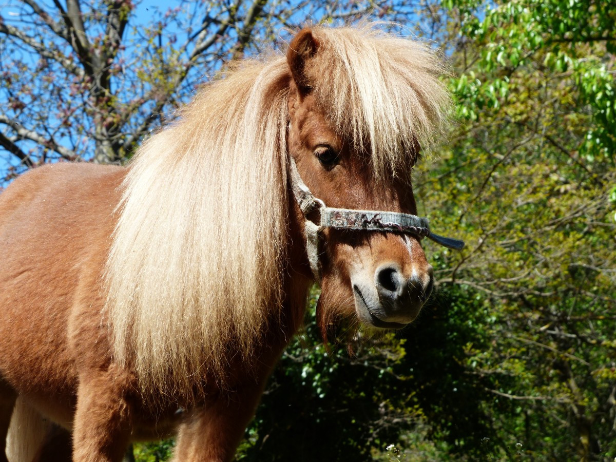 Pony